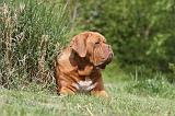 DOGUE DE BORDEAUX 097